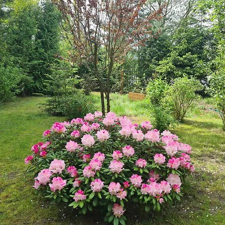 Dabrowka Park Krajobrazowy Dabrowa (Gmina Dzwierzuty)